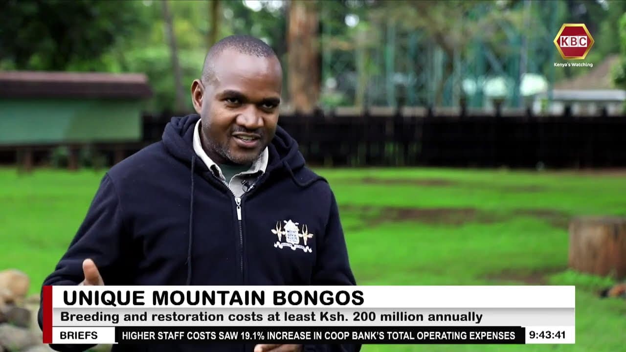 Magical Scenes I AI deployed in monitoring Mountain Bongos in Nanyuki