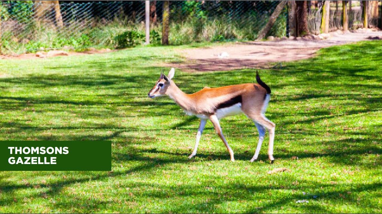 THOMSON'S GAZELLE