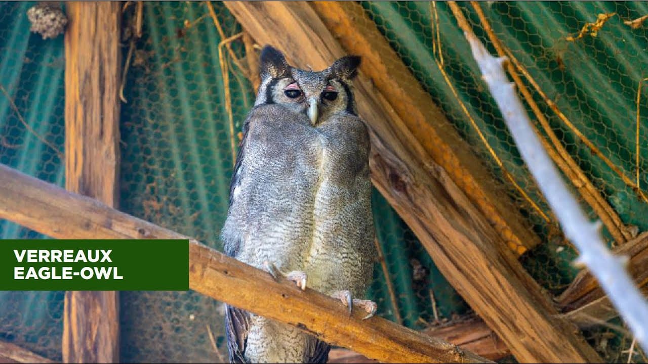 VERREAUX EAGLE OWL