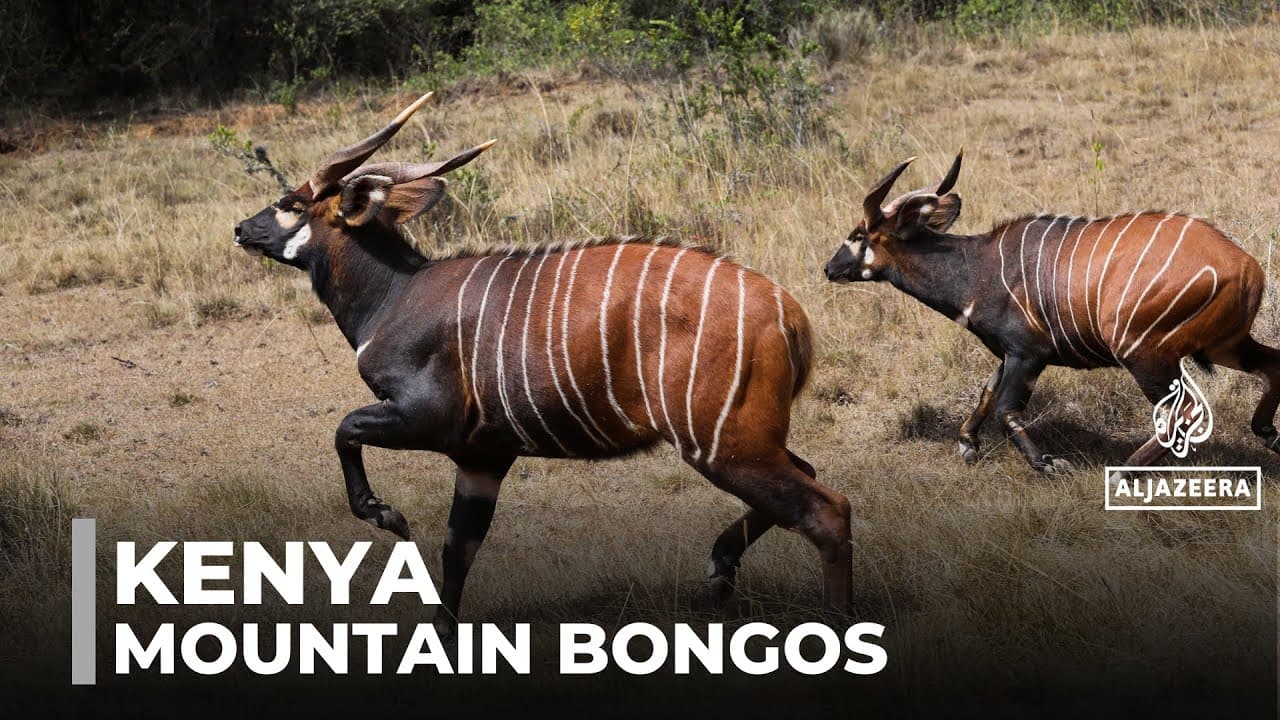 Critically endangered antelopes: Kenya’s elusive mountain bongos evade extinction