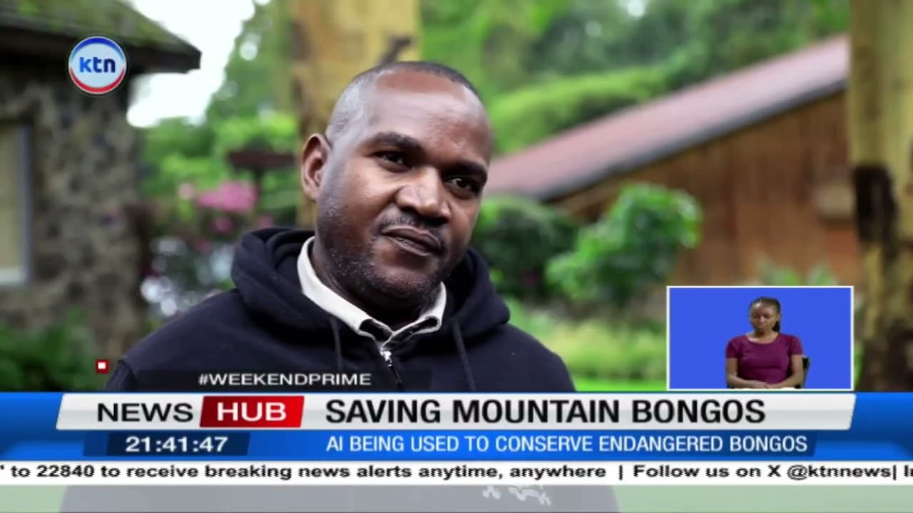 Using AI to save the Mountain Bongos
