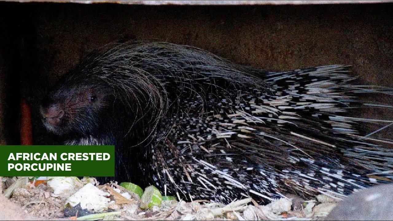 AFRICAN CRESTED PORCUPINE